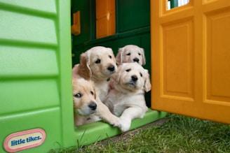 Four adorable golden retriever puppies peek out from a colorful plastic playhouse. The playhouse features bright green and yellow walls with a partially open door. The puppies appear curious and are gathered closely together, looking out towards the viewer. Lush green grass surrounds the playhouse.