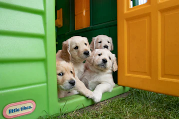 yellow labrador puppies in green plastic container