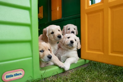 Four adorable golden retriever puppies peek out from a colorful plastic playhouse. The playhouse features bright green and yellow walls with a partially open door. The puppies appear curious and are gathered closely together, looking out towards the viewer. Lush green grass surrounds the playhouse.