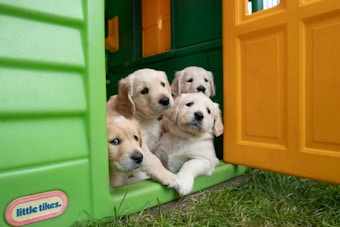 Four adorable golden retriever puppies peek out from a colorful plastic playhouse. The playhouse features bright green and yellow walls with a partially open door. The puppies appear curious and are gathered closely together, looking out towards the viewer. Lush green grass surrounds the playhouse.