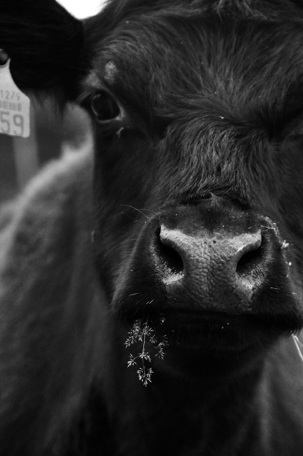 grayscale photo of cows face