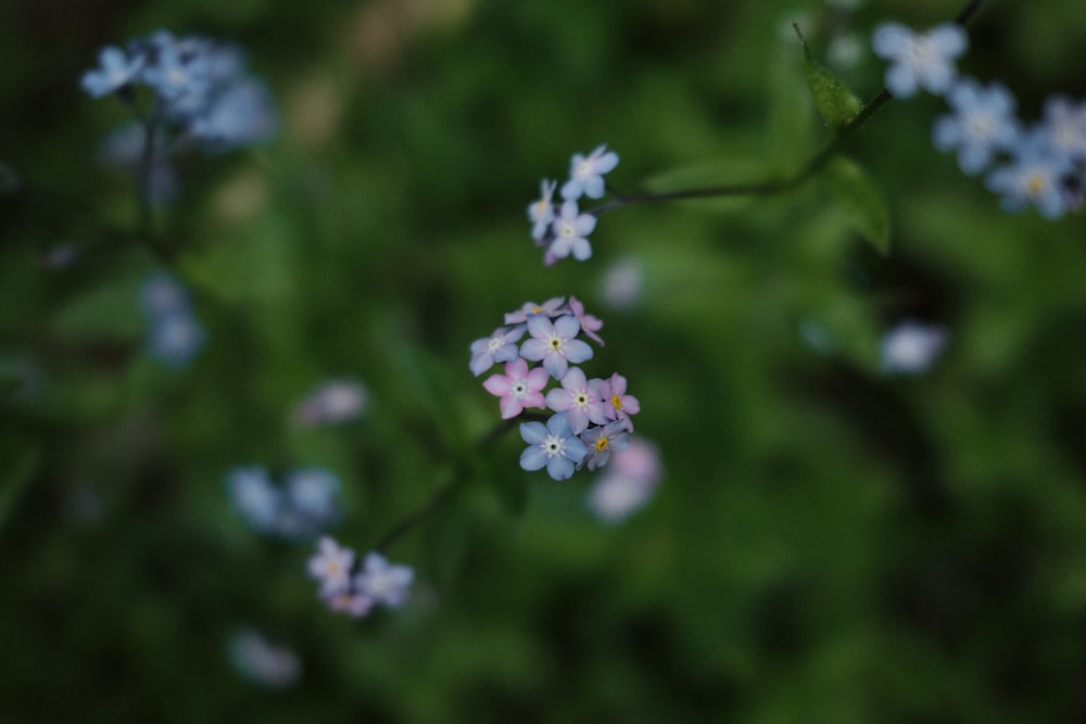 white and purple flower in tilt shift lens