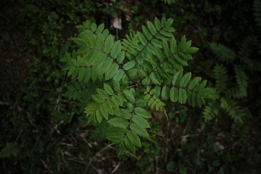 Plante de fougère verte en photographie en gros plan