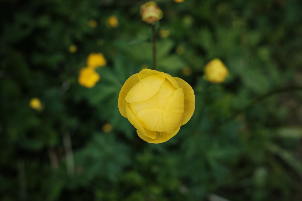 yellow flower in tilt shift lens