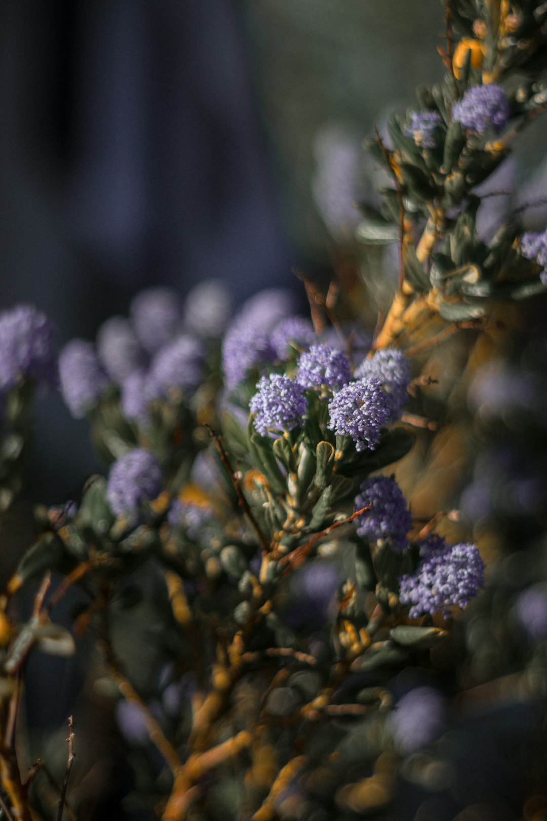 purple flower in tilt shift lens