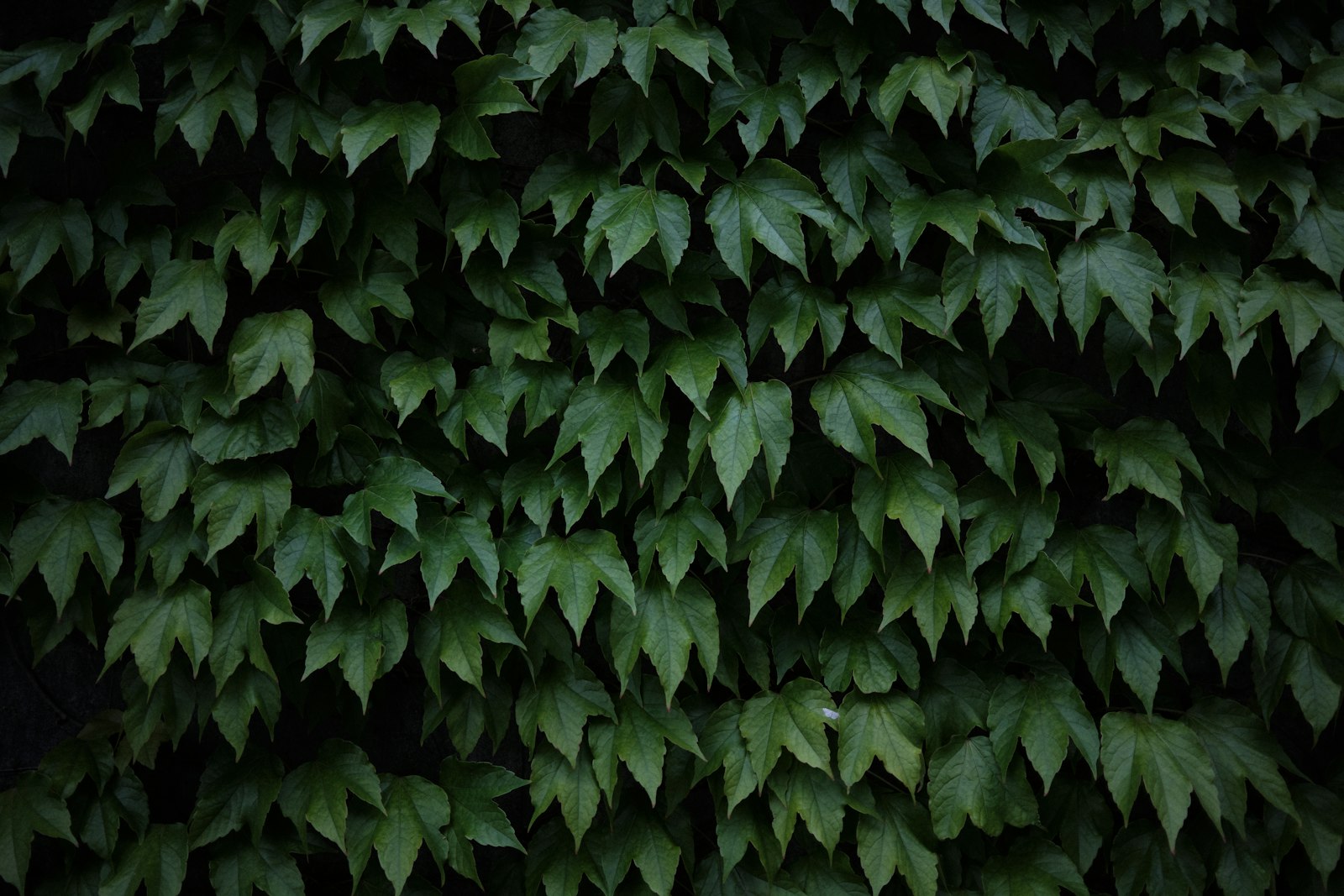 Fujifilm X100V sample photo. Green leaves on brown photography