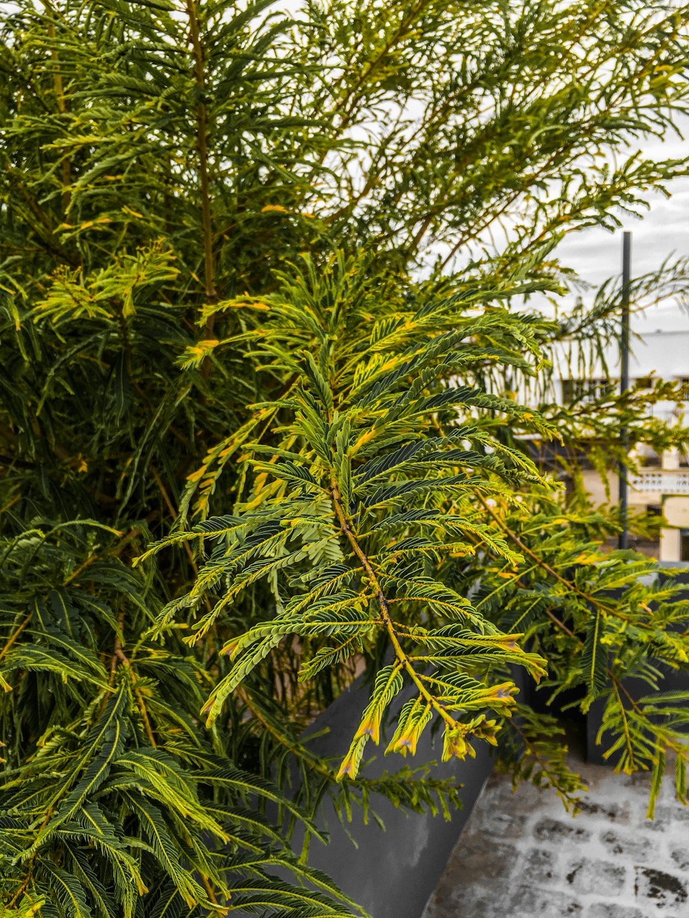 green palm tree near white concrete building during daytime