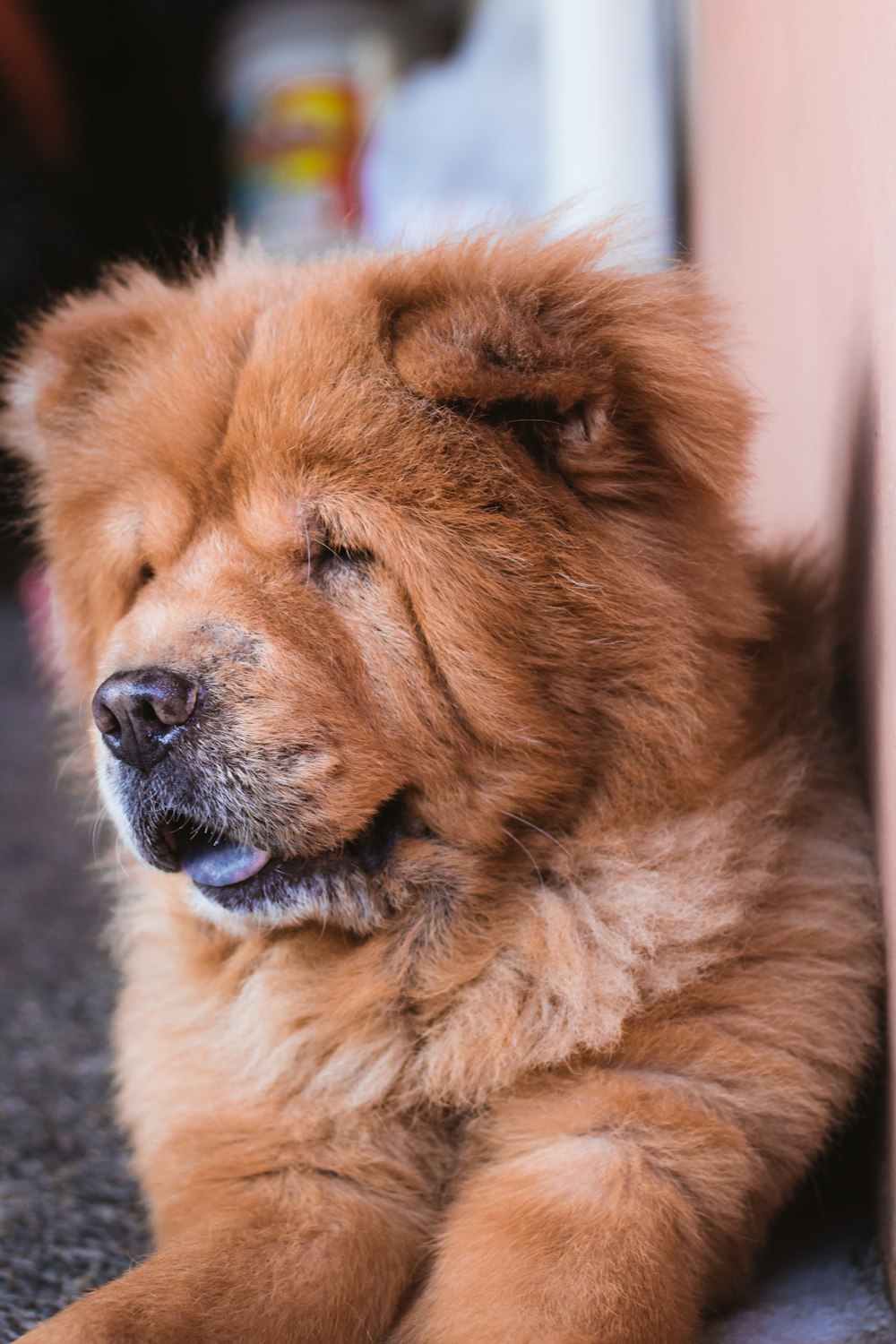 brown long coated dog on focus photo