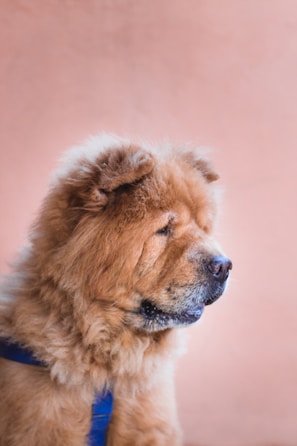 brown and white long coated dog