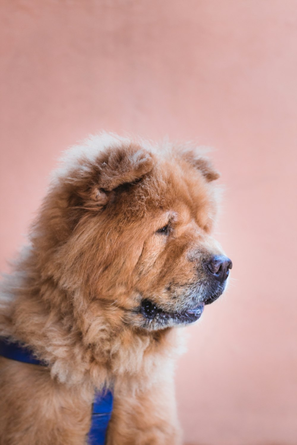 cão de pelagem longa marrom e branco