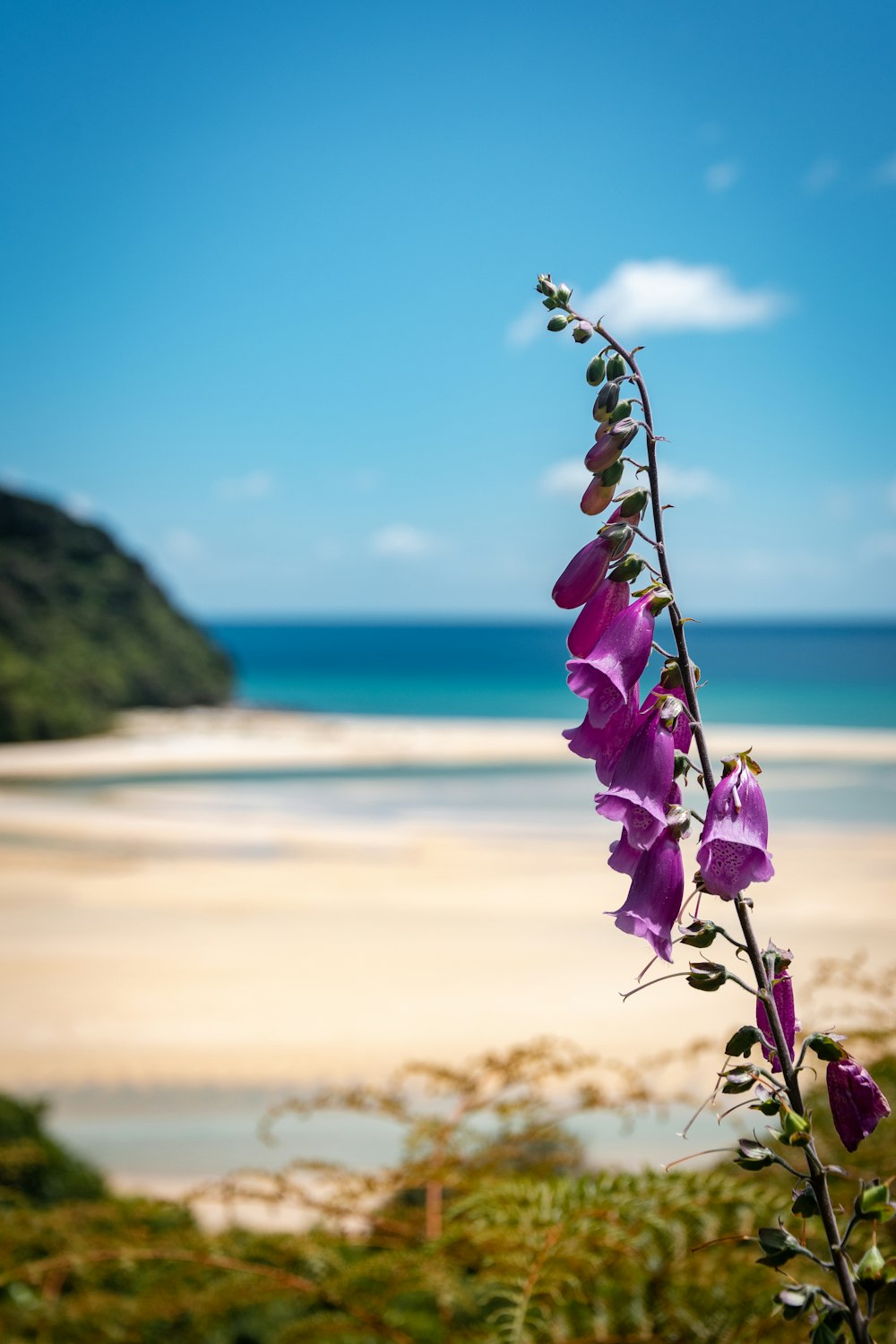 purple flower near body of water during daytime