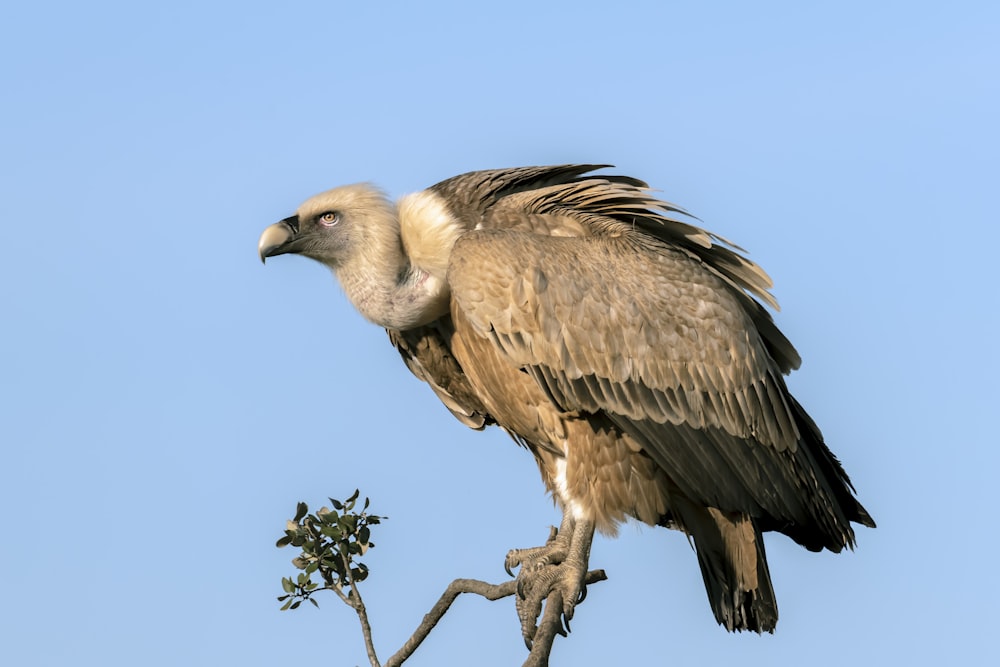 Uccello marrone e bianco sull'albero verde durante il giorno