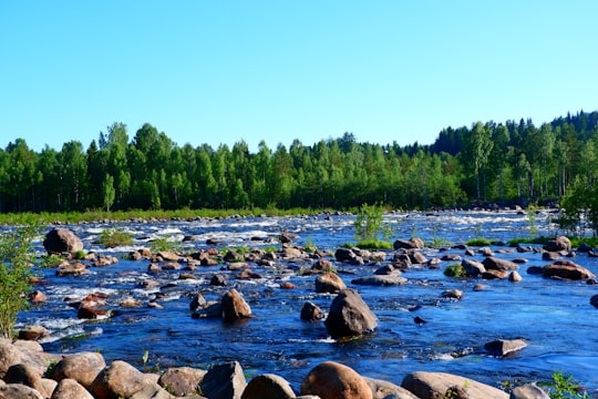 rocky river with rocks and trees under blue sky during daytime in Baggböle Sweden