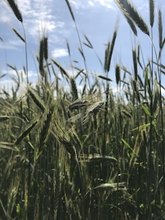A close-up of vibrant green crops swaying gently in the breeze under a clear blue sky, capturing the essence of a thriving agricultural field.