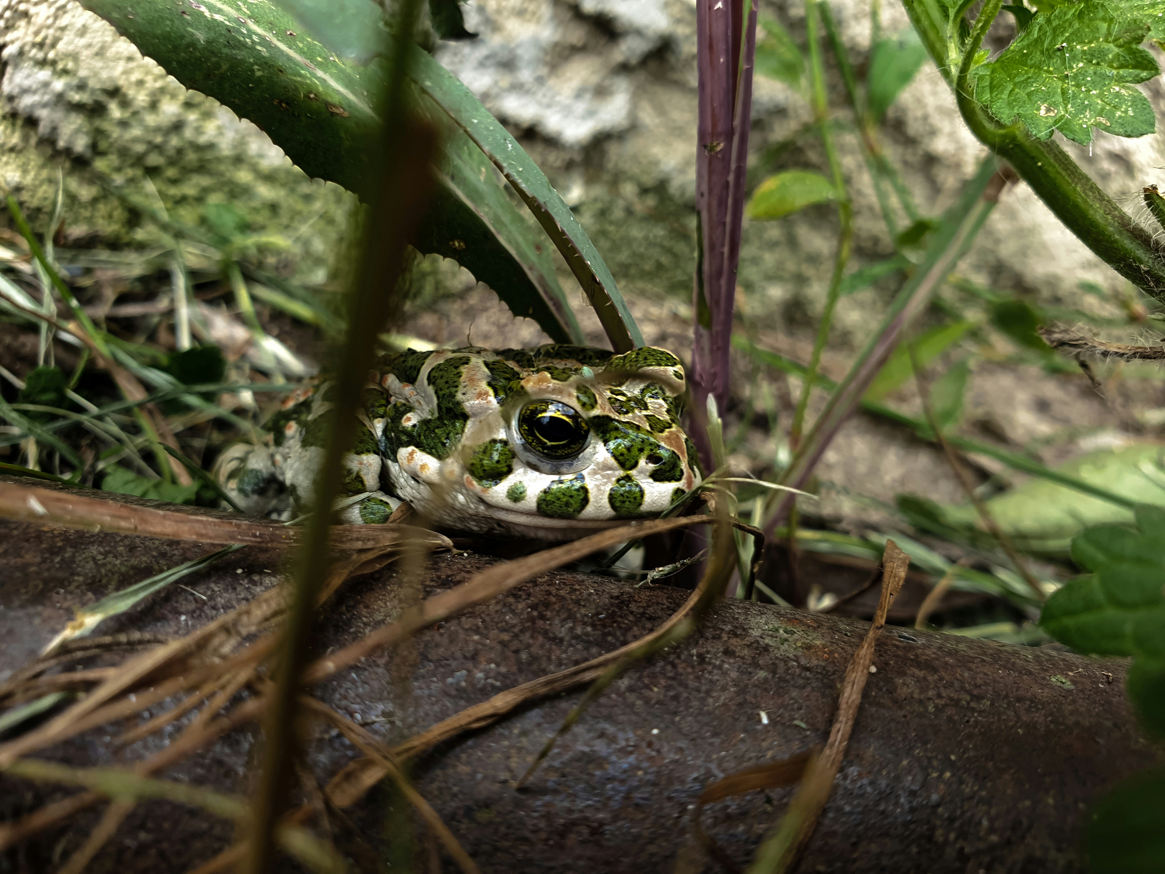 Photo by nasteagangal