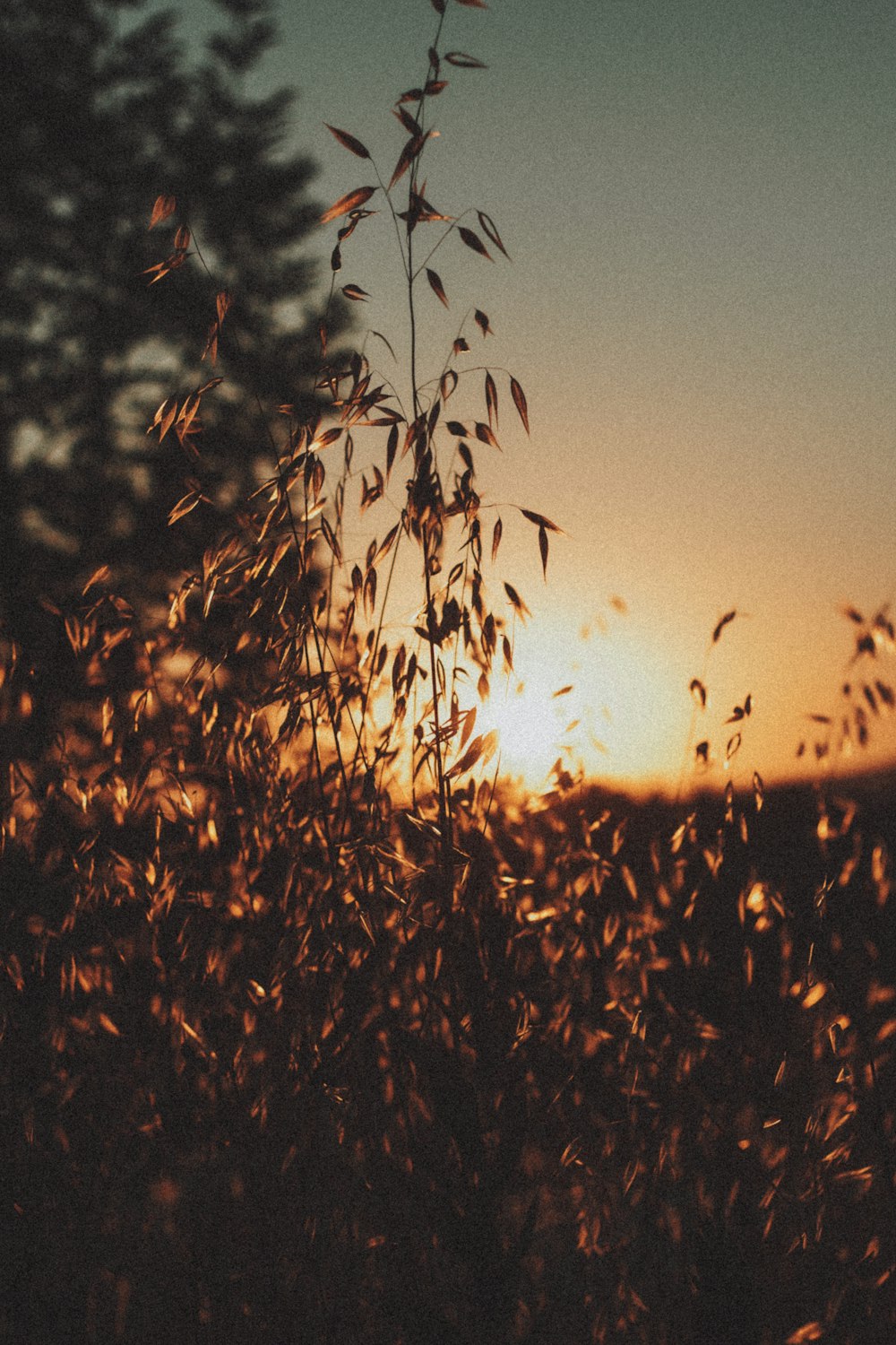 silhouette of plants during sunset