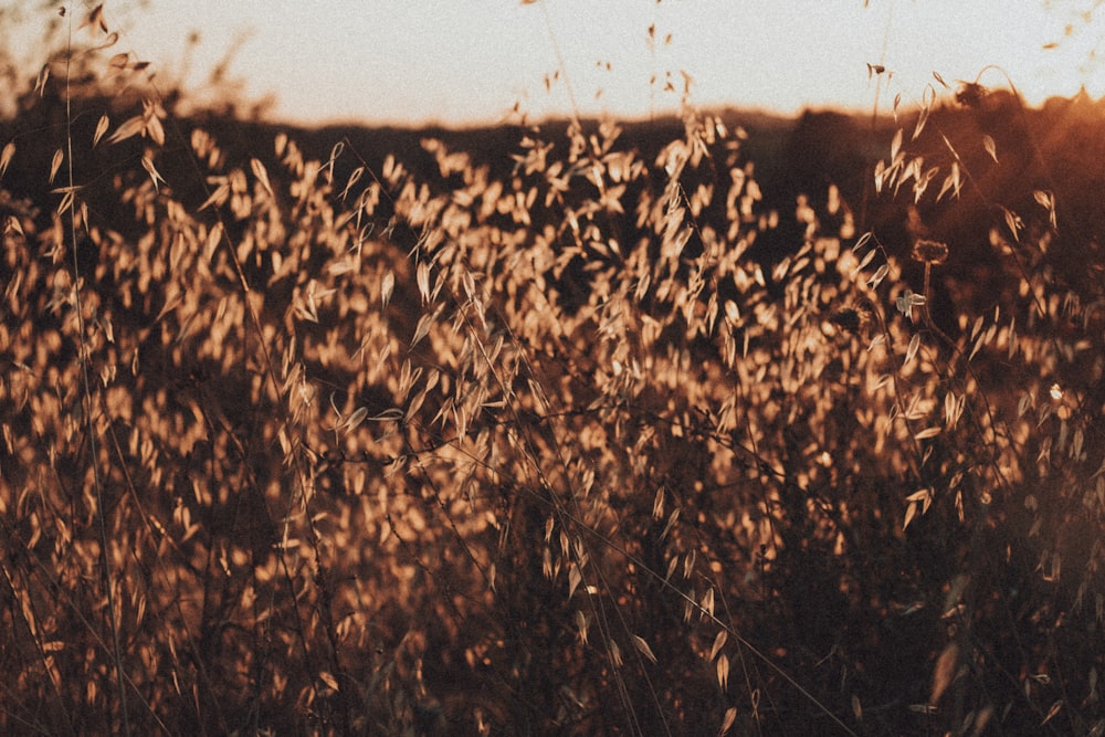 brown grass field during daytime