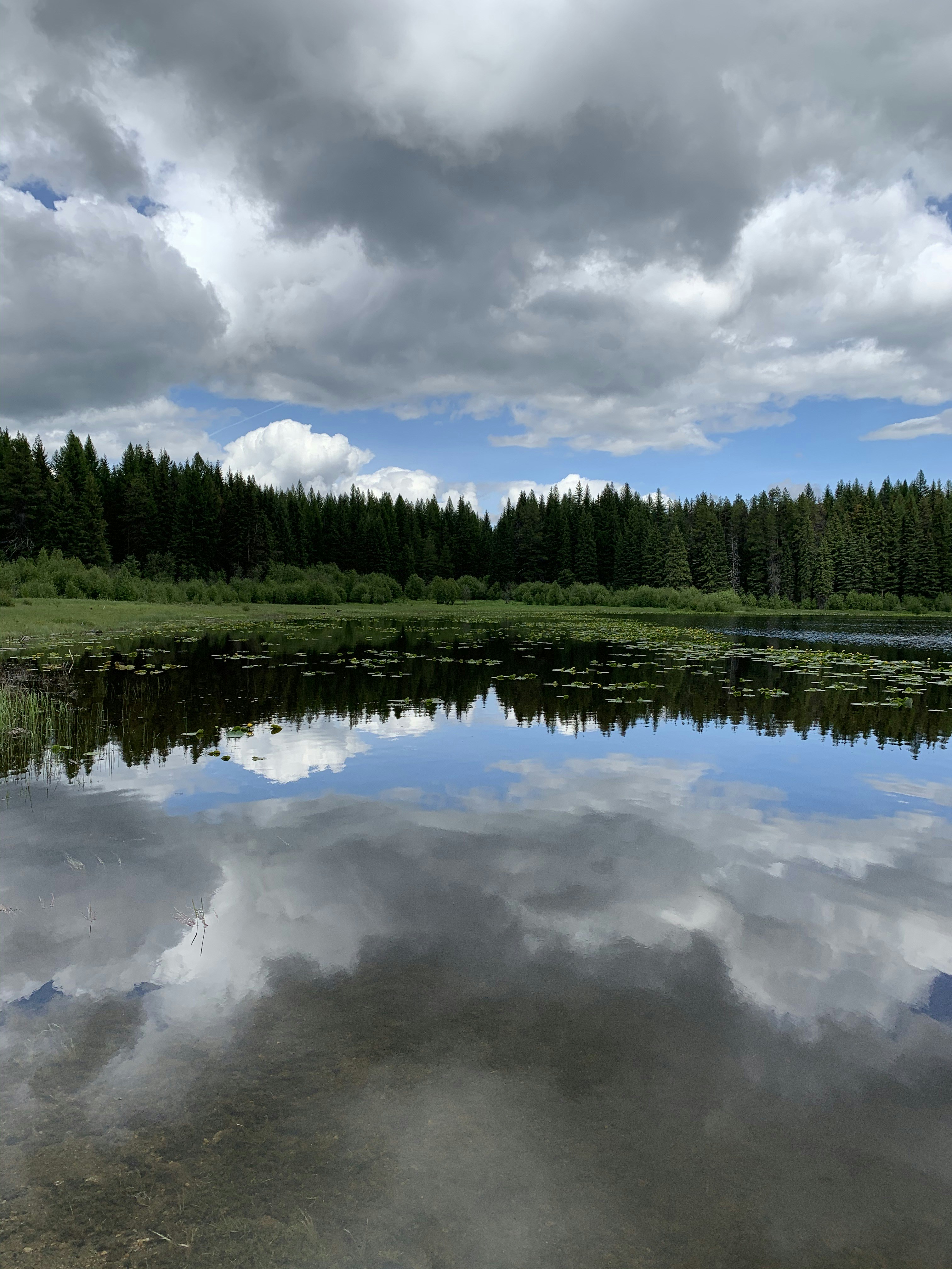 green trees beside river under white clouds and blue sky during daytime