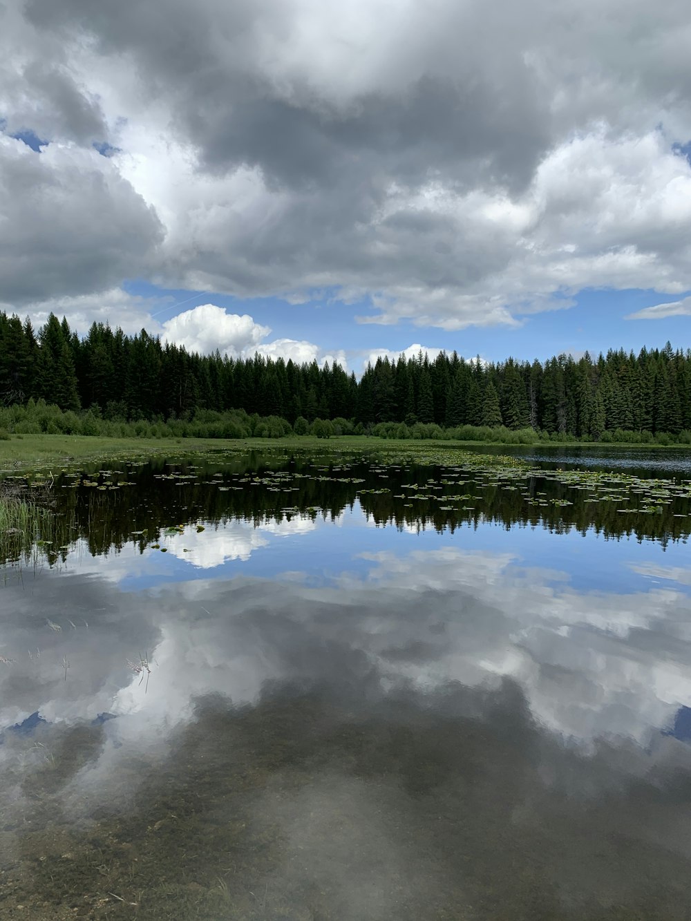 green trees beside river under white clouds and blue sky during daytime