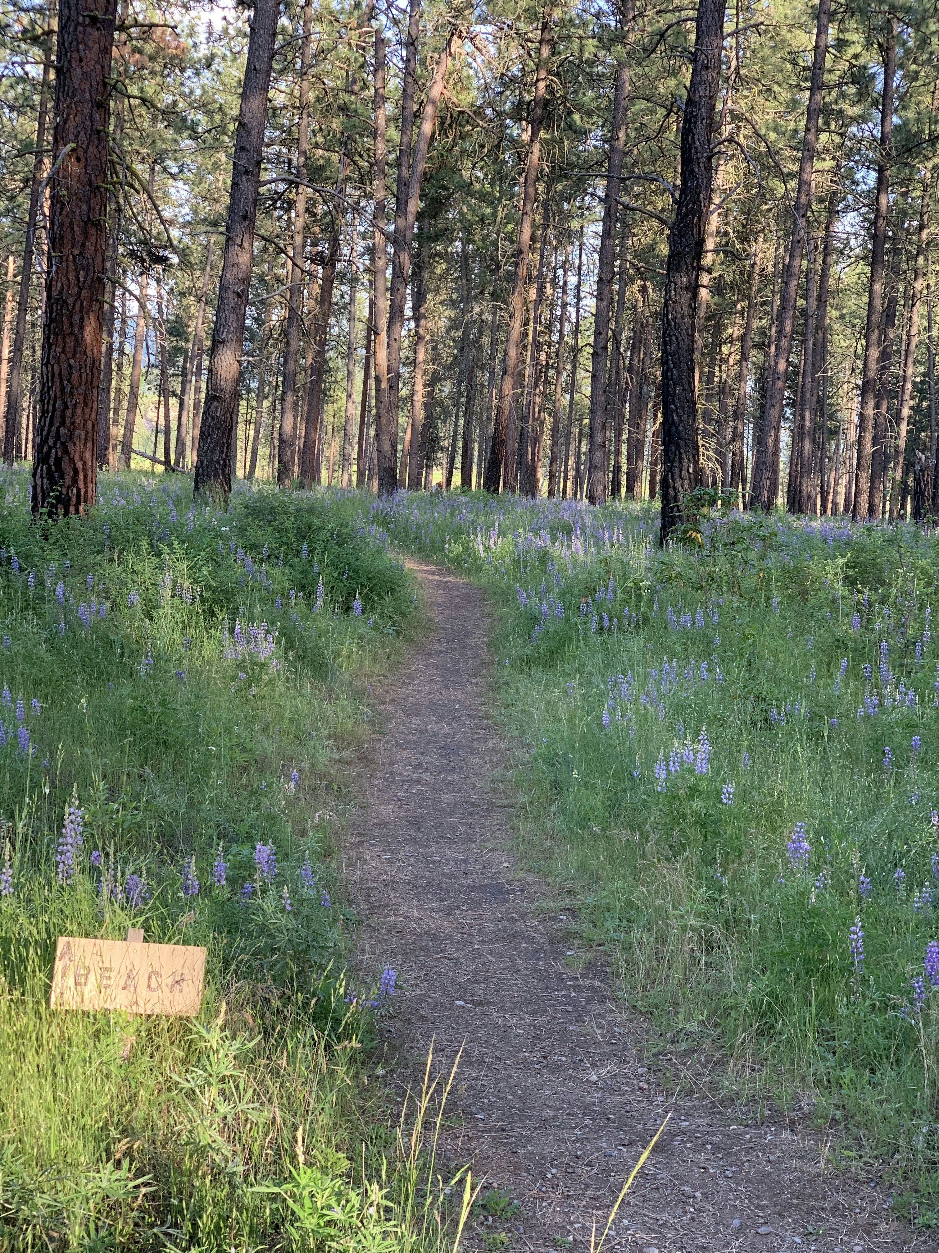 A wildflower patch beside a narrow hiking trail winding through tall pine trees.