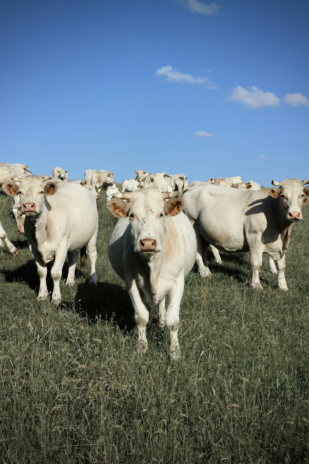 昼間の緑の芝生に白い牛の群れ