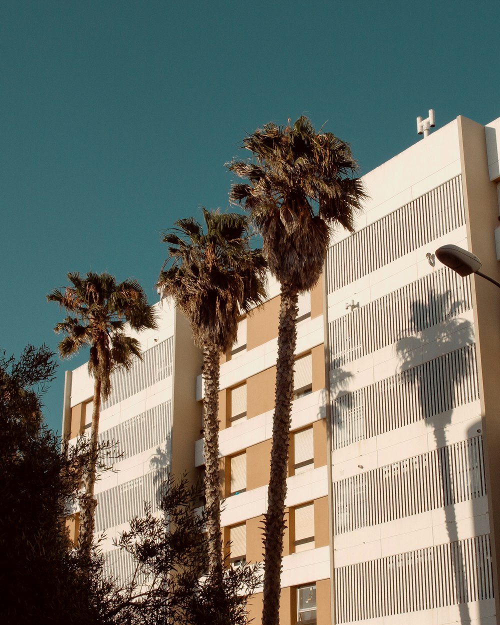 green palm tree near white concrete building during daytime