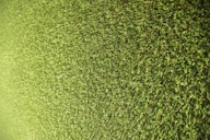 green grass field during daytime