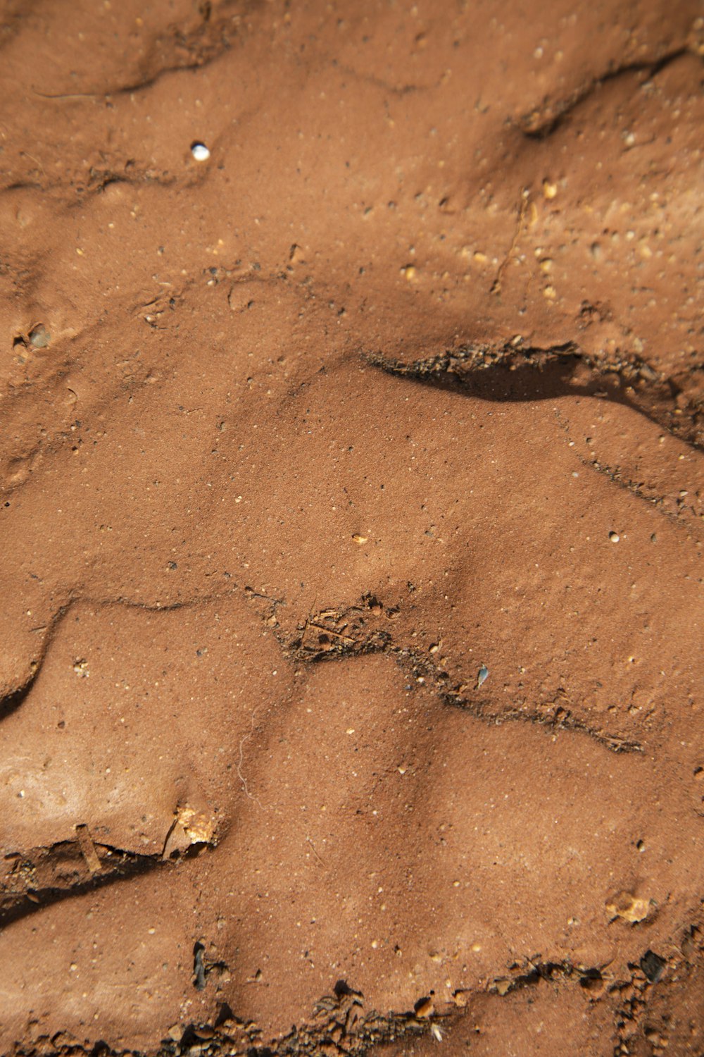 brown and black snake on brown sand