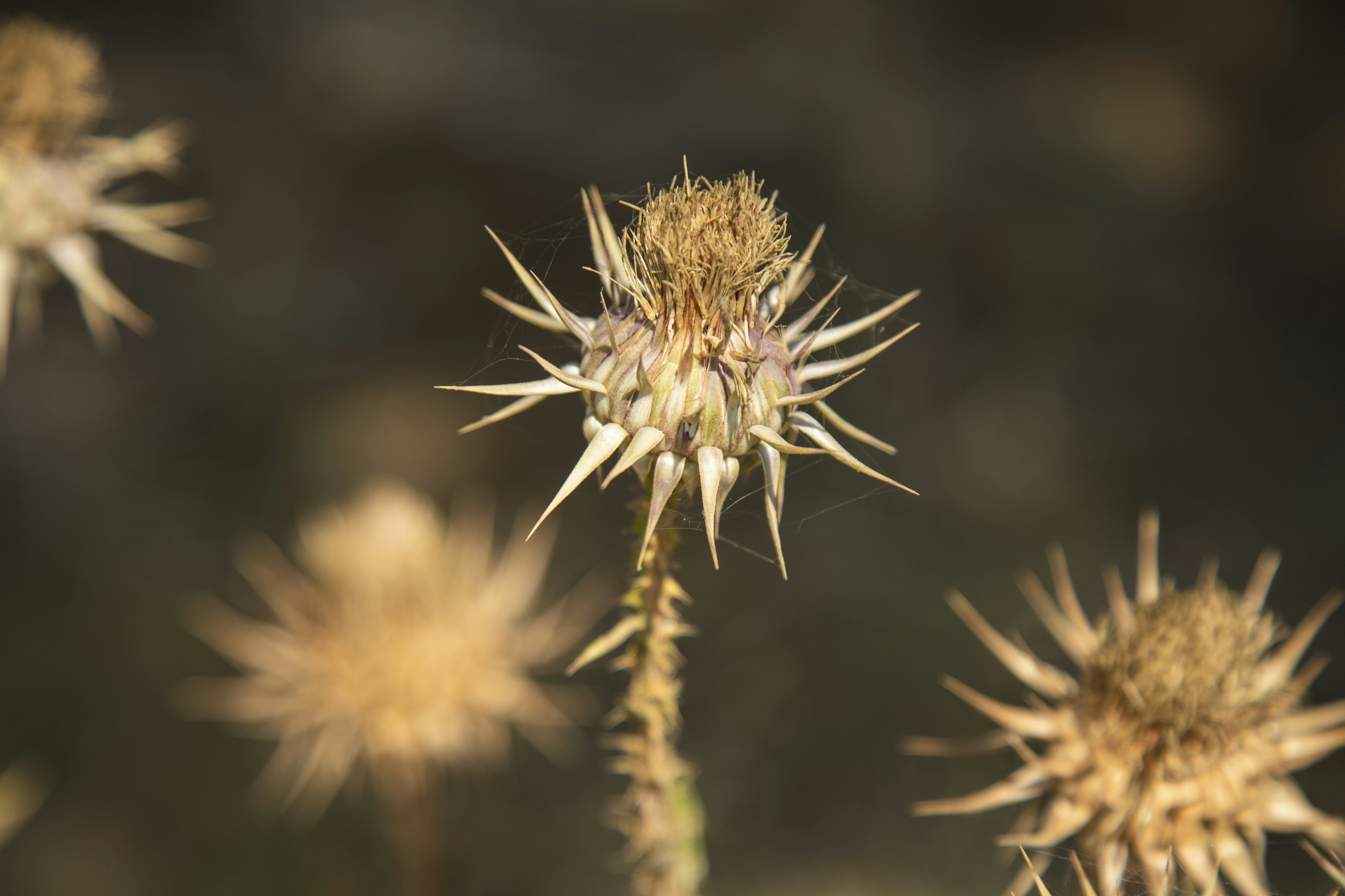 Photo by enginakyurt