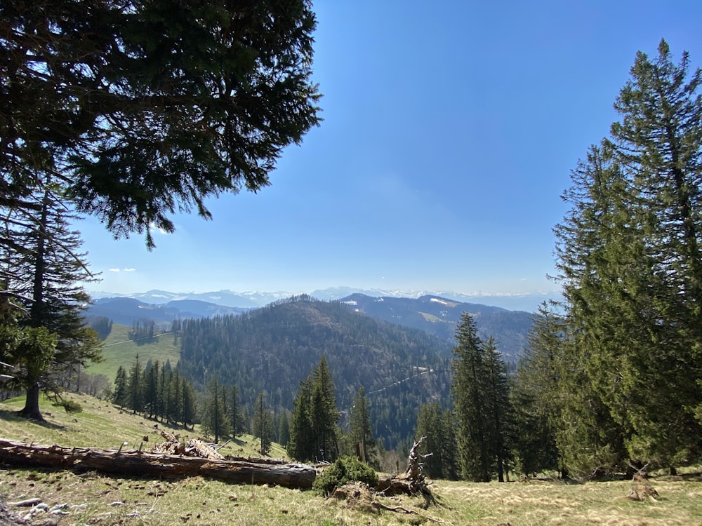 arbres verts sur champ brun pendant la journée