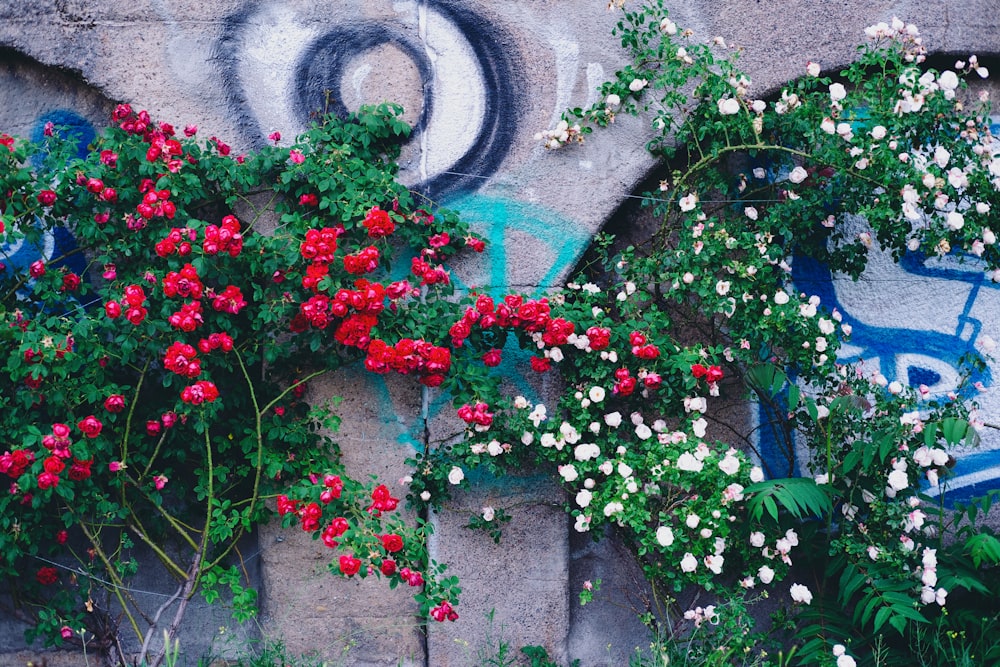 red flowers on gray concrete wall
