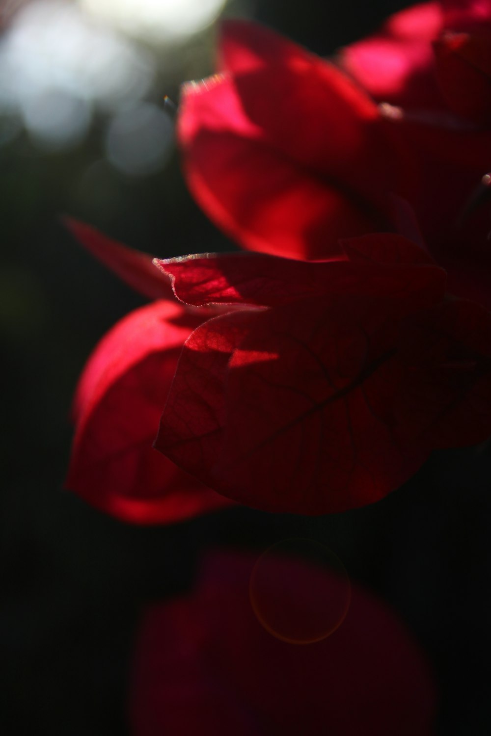 red flower in tilt shift lens