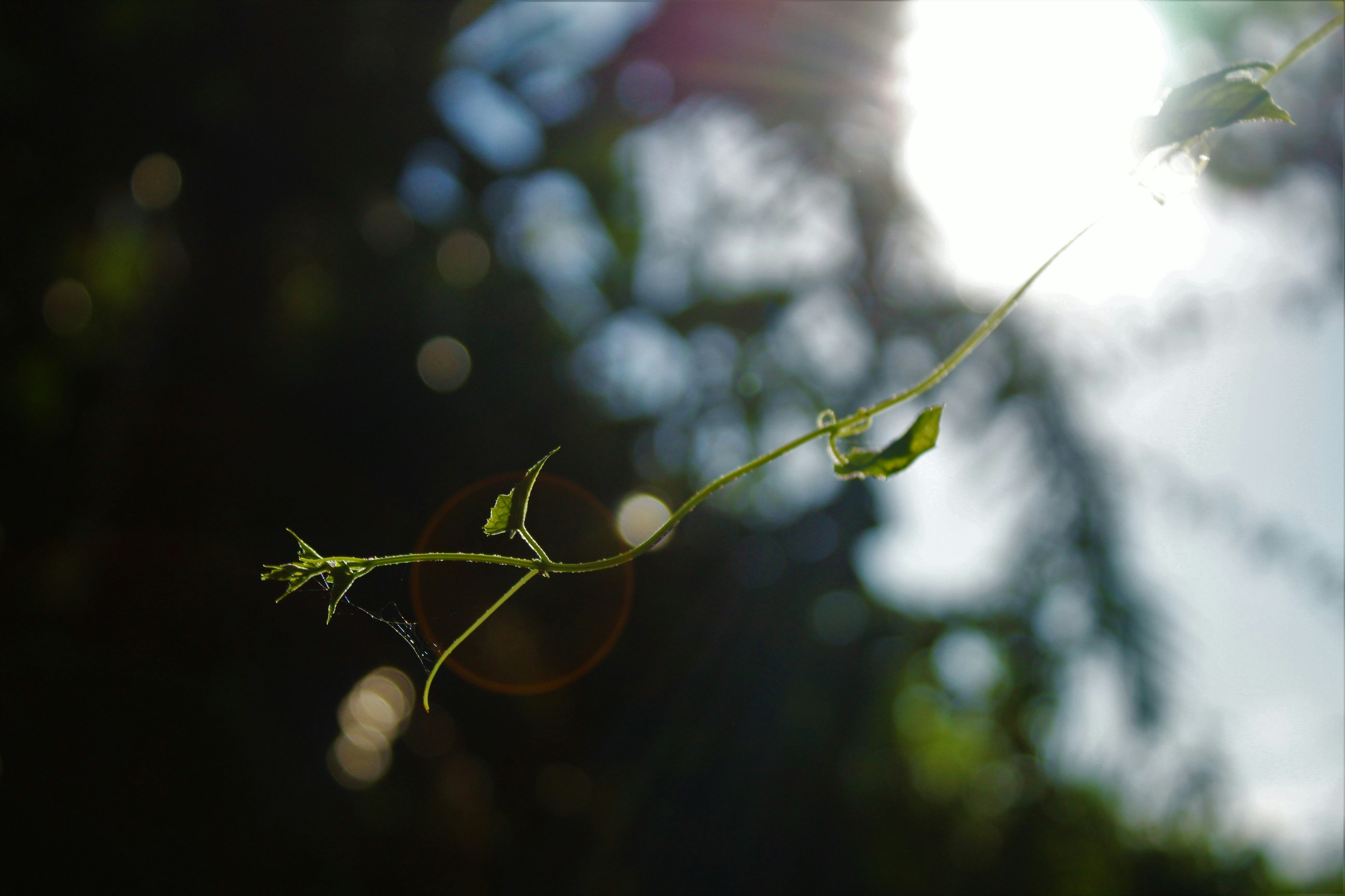 Photo by artisticnicks