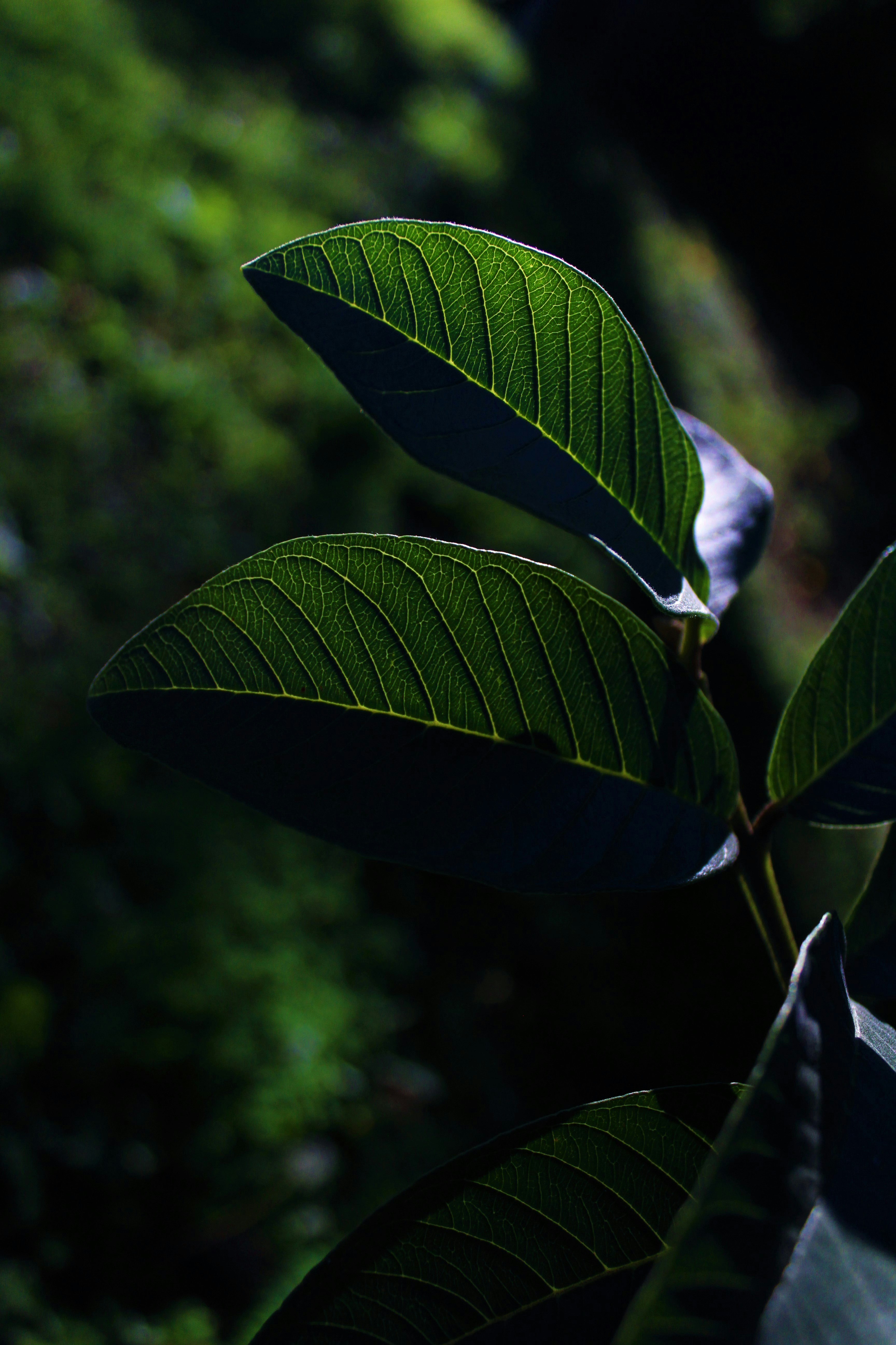 Photo by artisticnicks