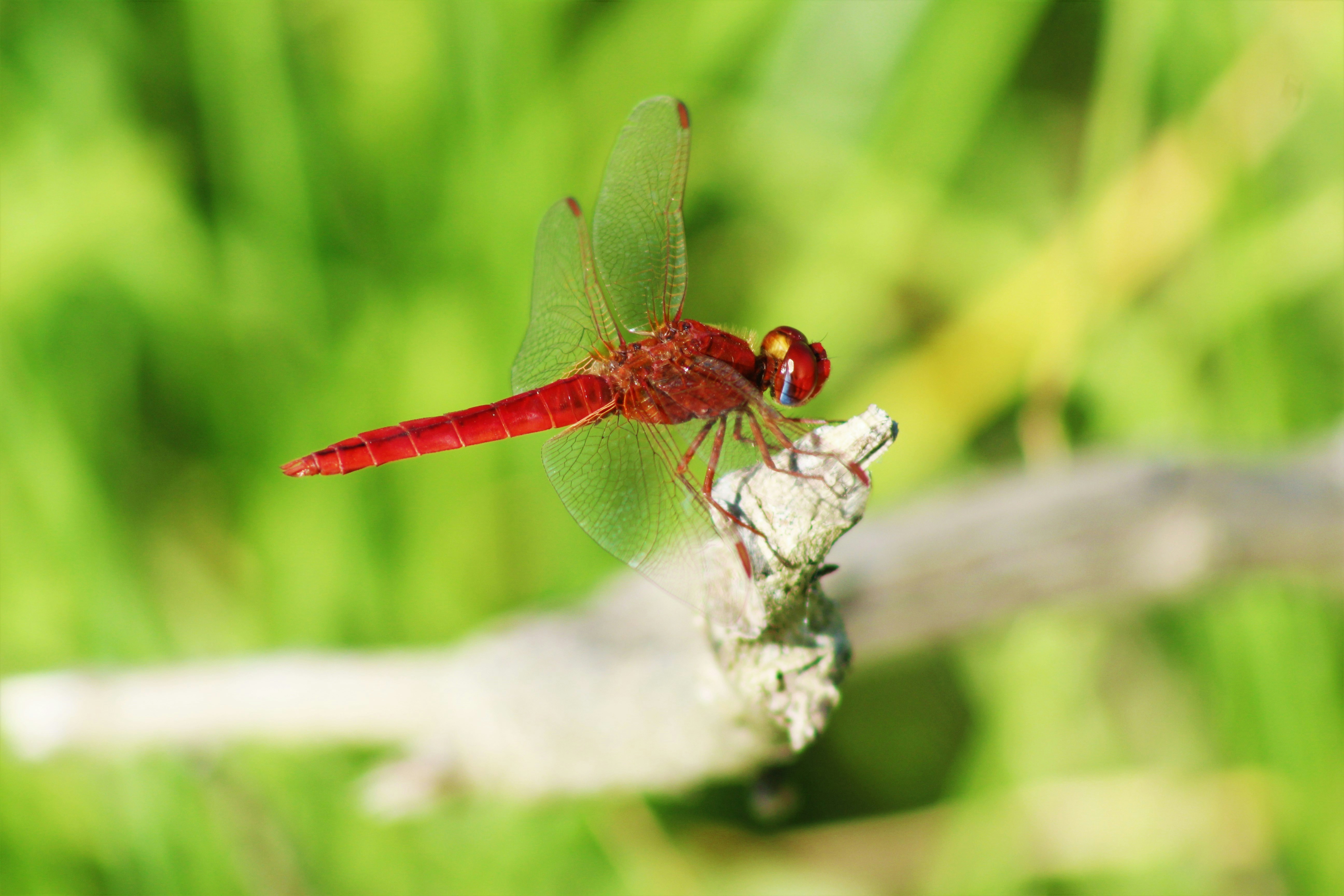 Photo by artisticnicks