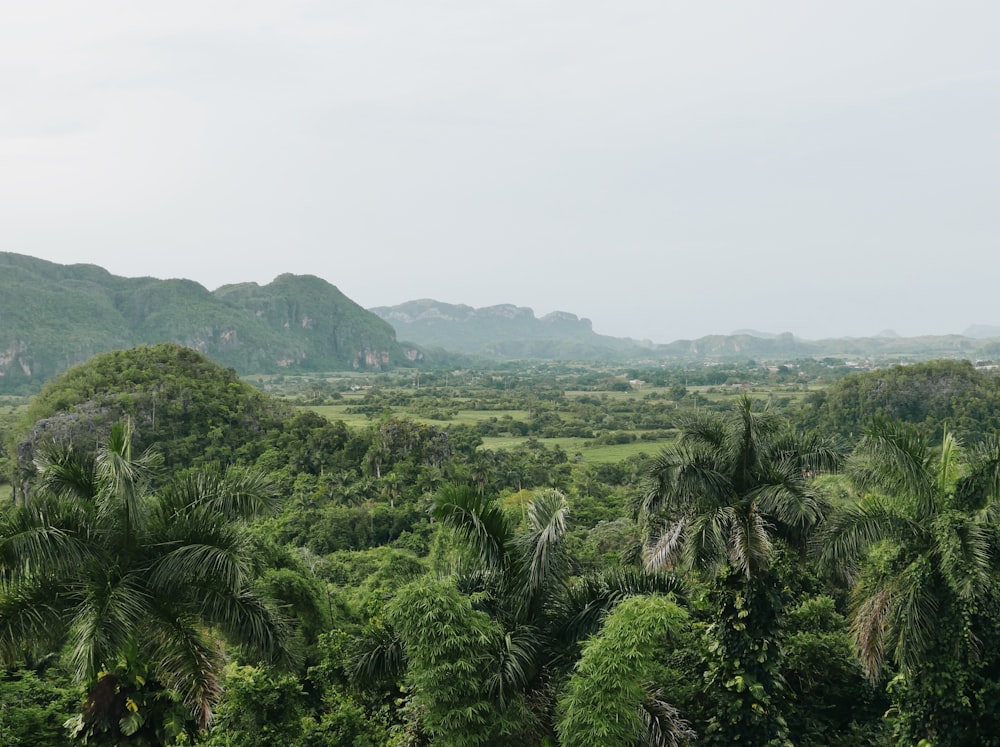 green trees on mountain during daytime