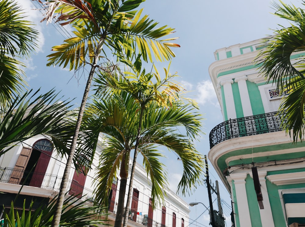 green palm tree near white concrete building during daytime