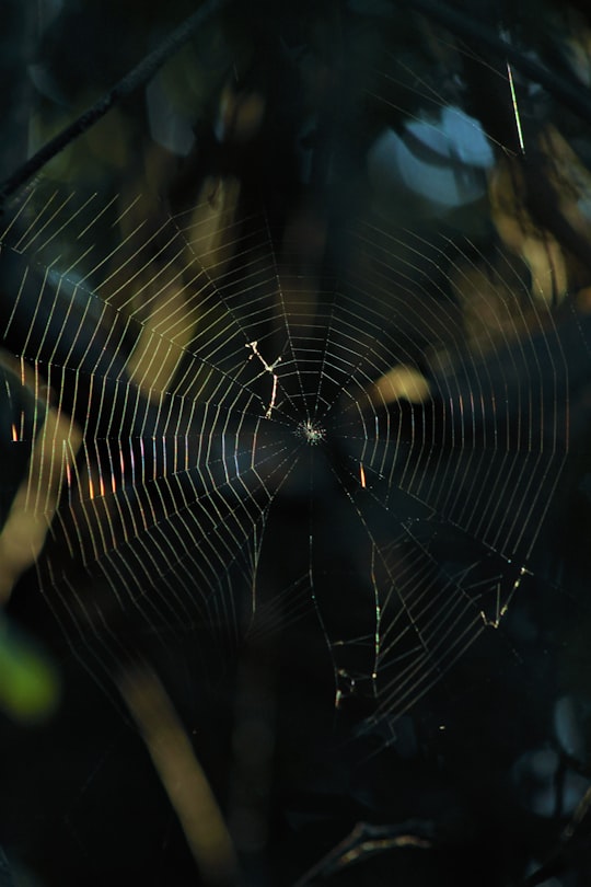 spider web in close up photography in Port Alfred South Africa