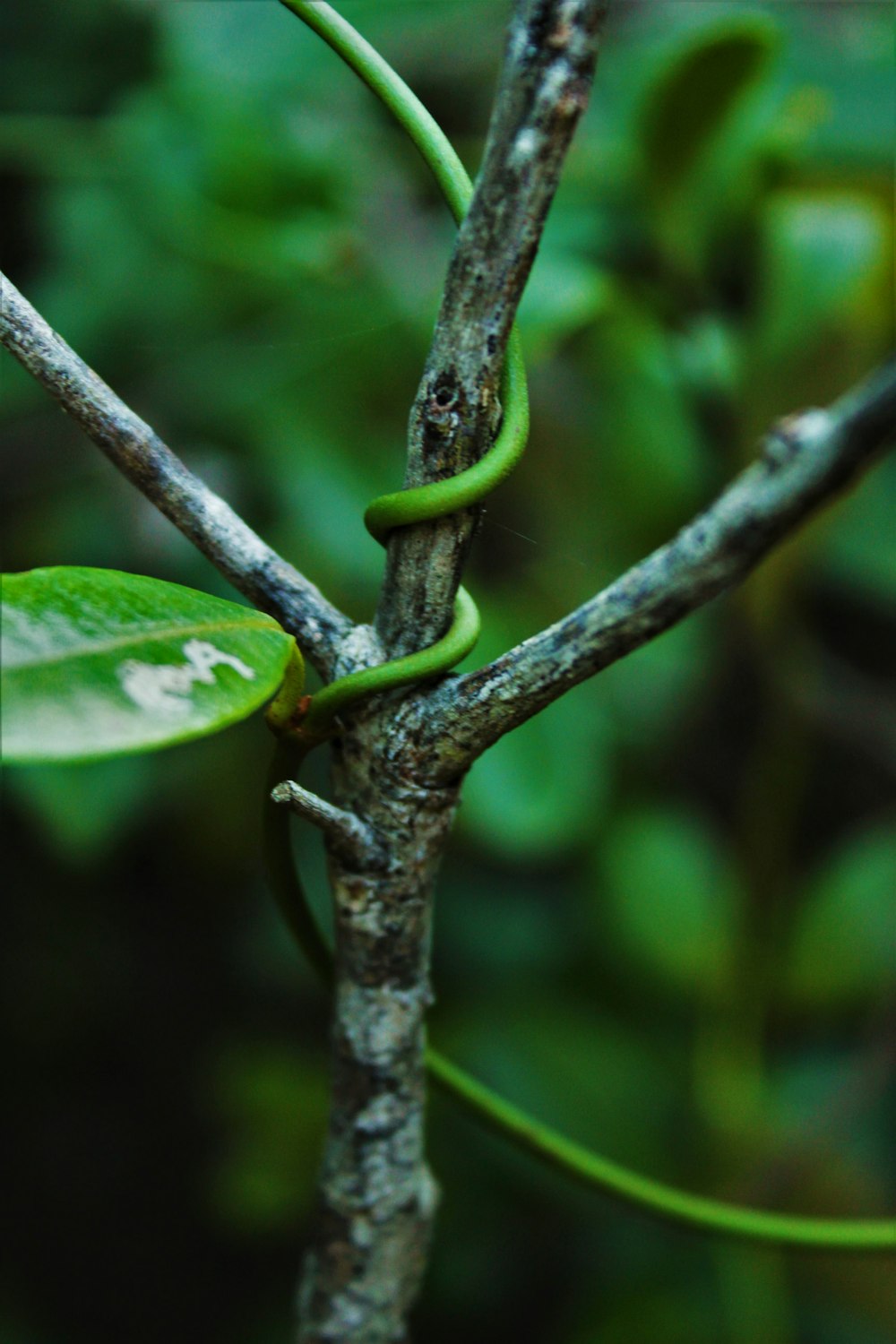 green leaf plant in close up photography