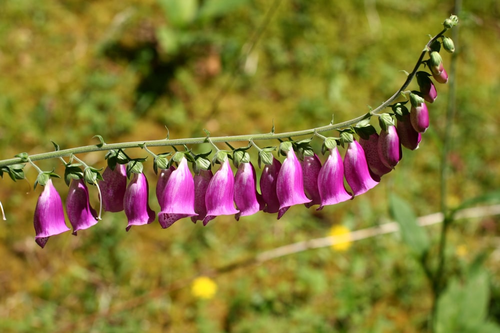 purple flowers on gray steel wire