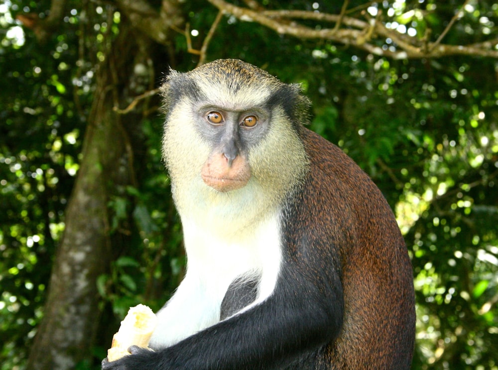 black and white monkey on tree during daytime