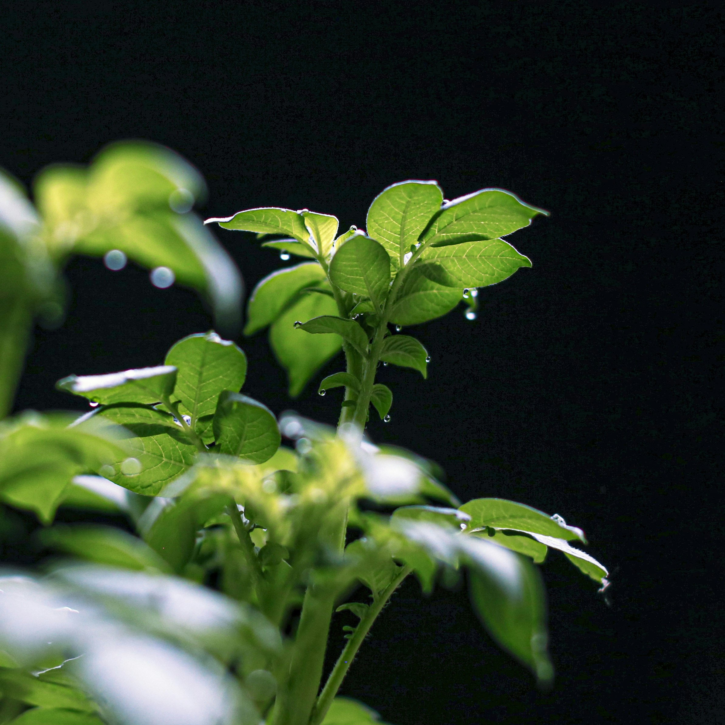 Fresh green microgreens with water droplets