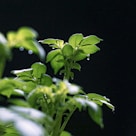 green plant with water droplets