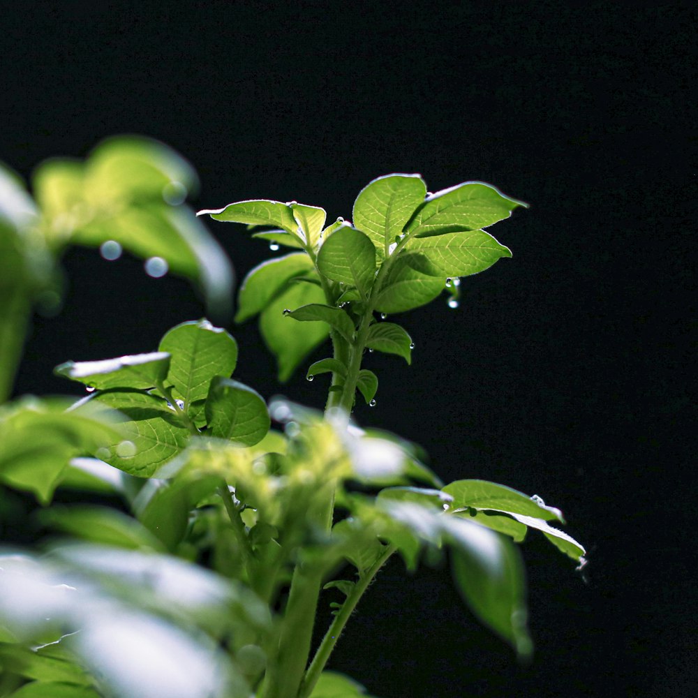 Planta verde con gotas de agua