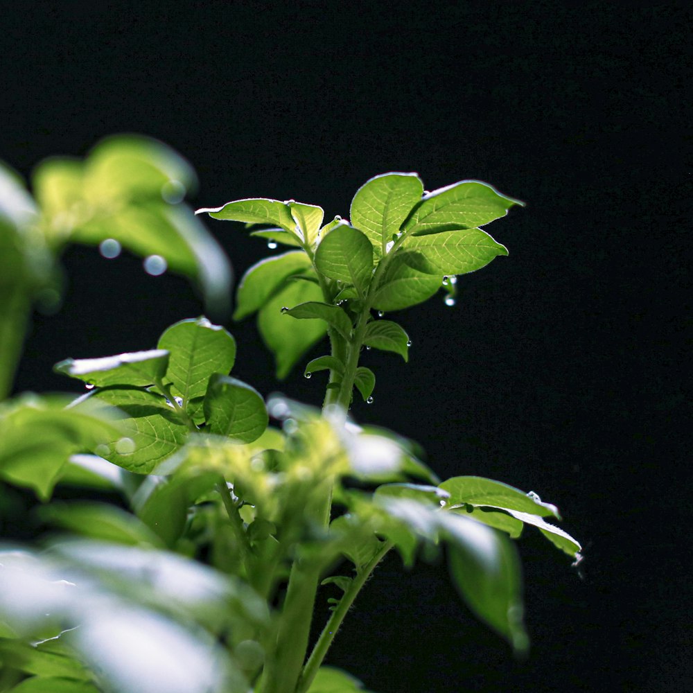 planta verde com gotículas de água