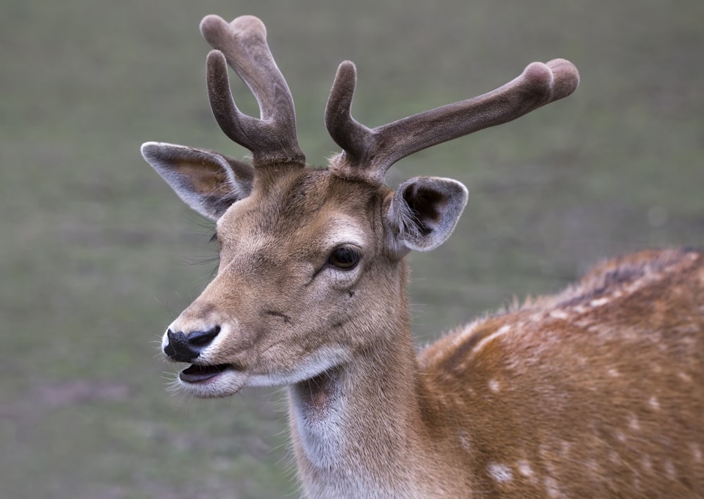 brown deer in close up photography during daytime