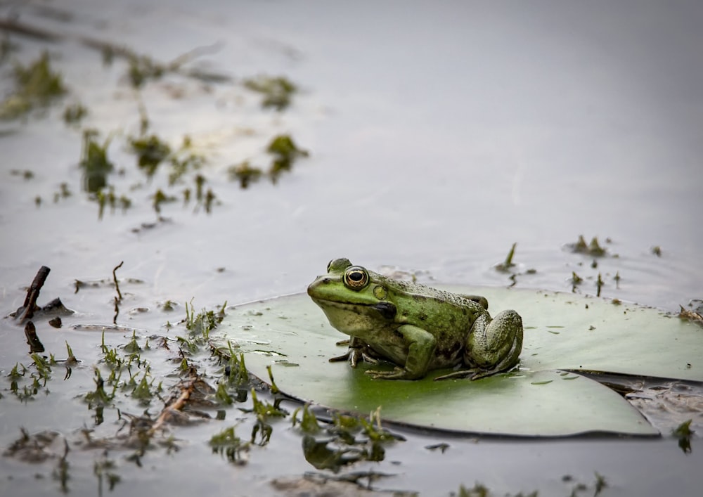 昼間の水上の緑のカエル