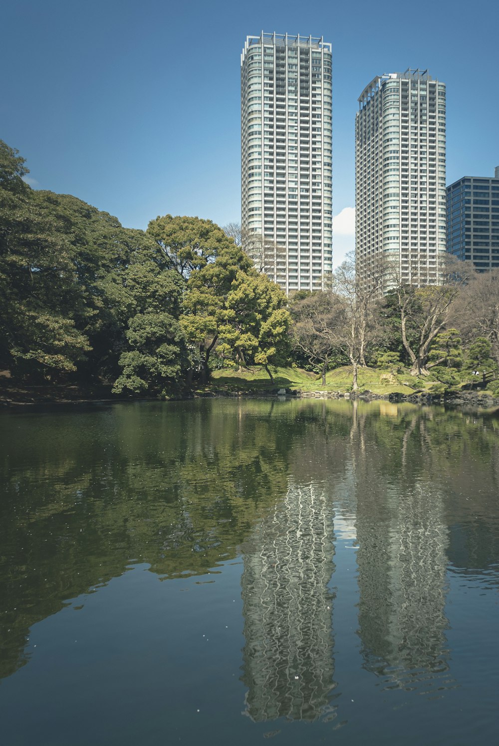 green trees beside river during daytime