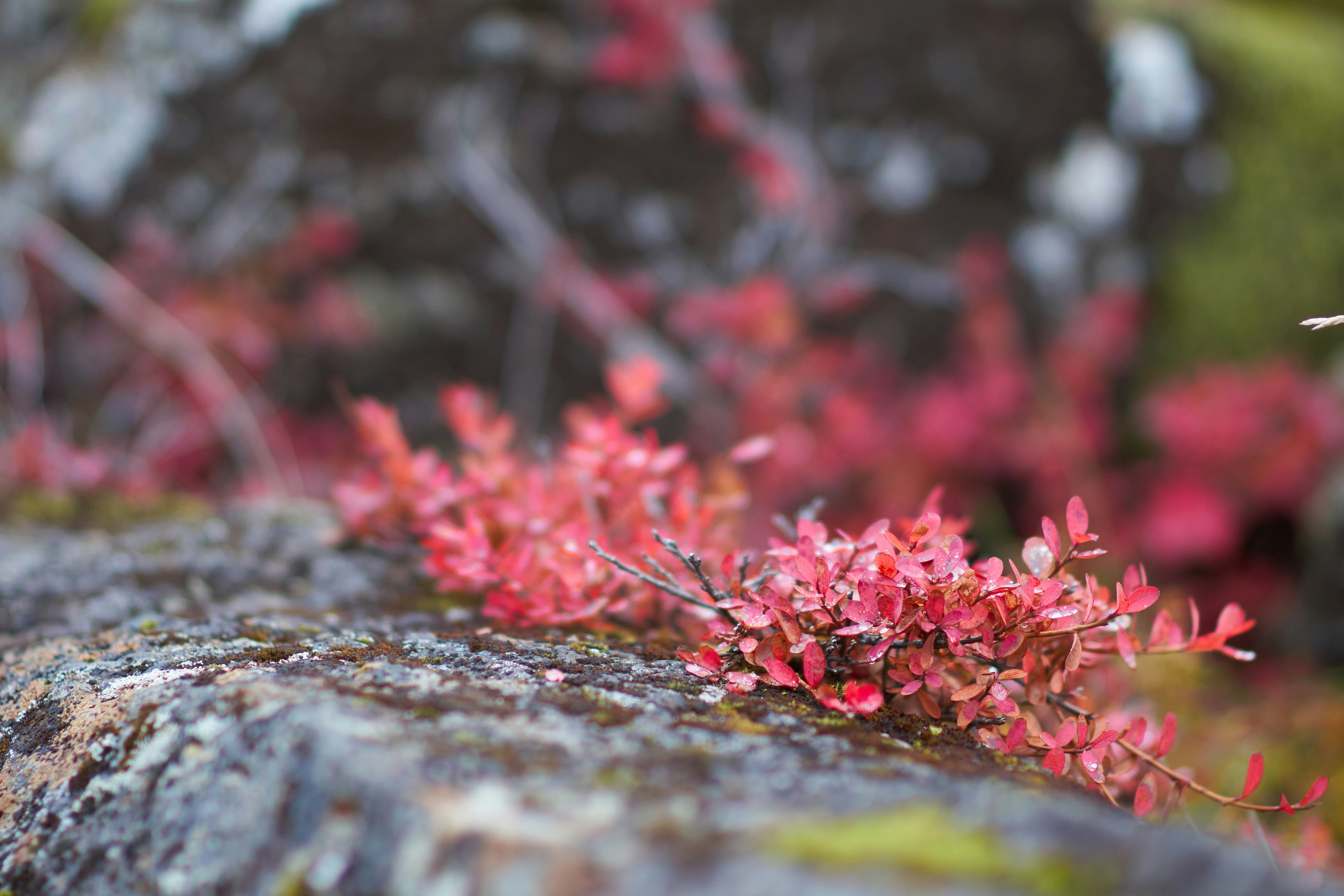 Photo by wolfgang_hasselmann