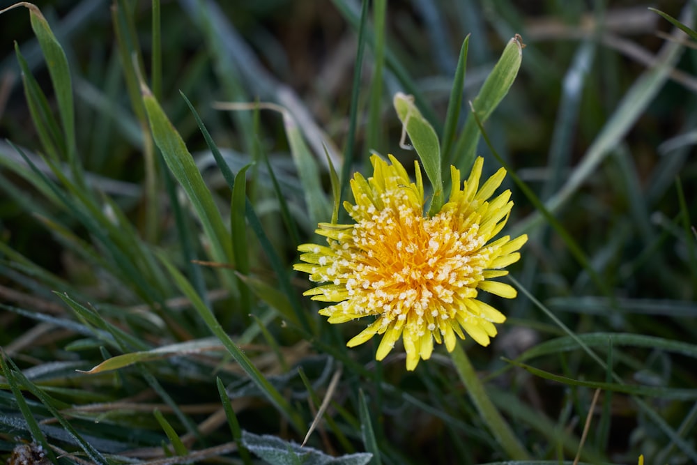 yellow flower in tilt shift lens